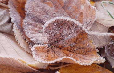 pixabay-1166176-post-9612-1770968892.jpg