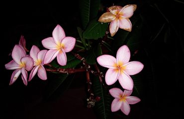 pixabay-2720756-post-9640-1770969060.jpg