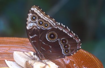 pixabay-93616-post-9622-1770968954.jpg